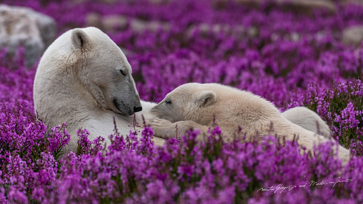 Une mère ours polaire allaite son ourson.