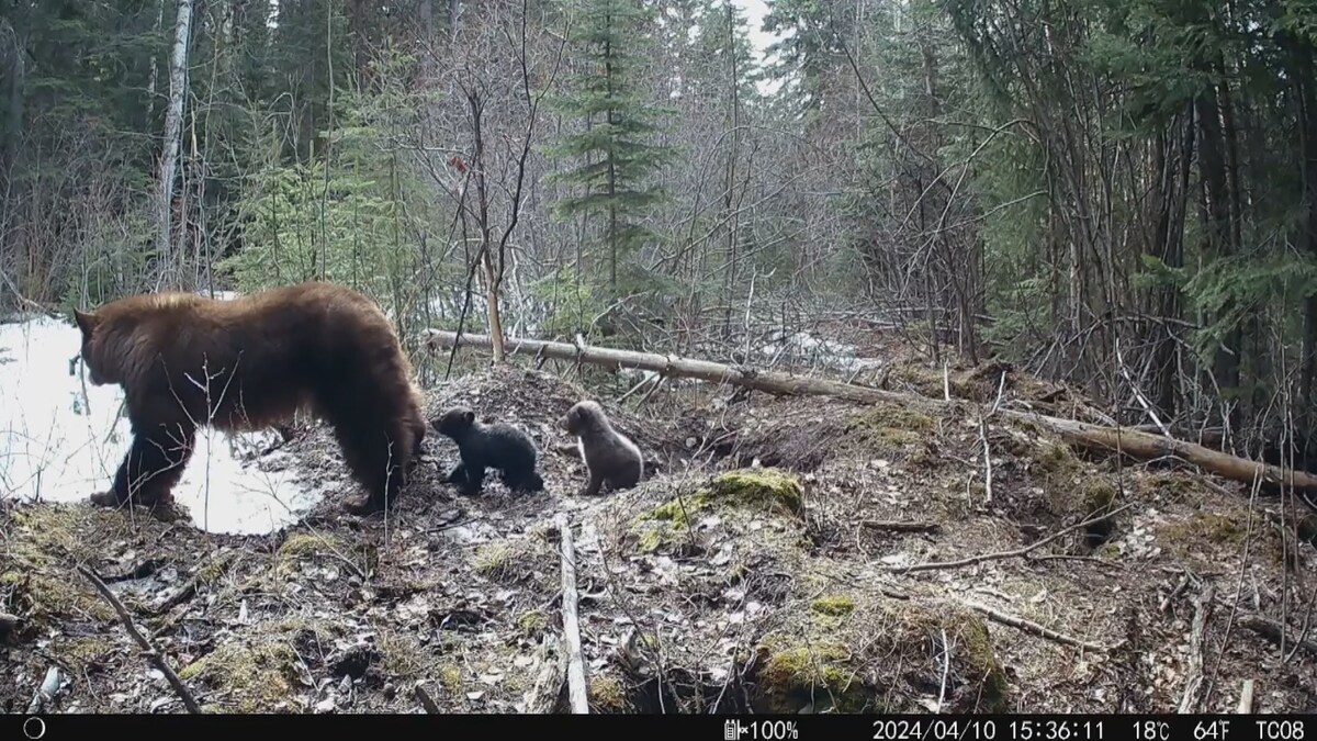 Une vidéo montre deux oursons sortis d'un trou dans le sol, derrière leur mère ourse, en avril 2024.