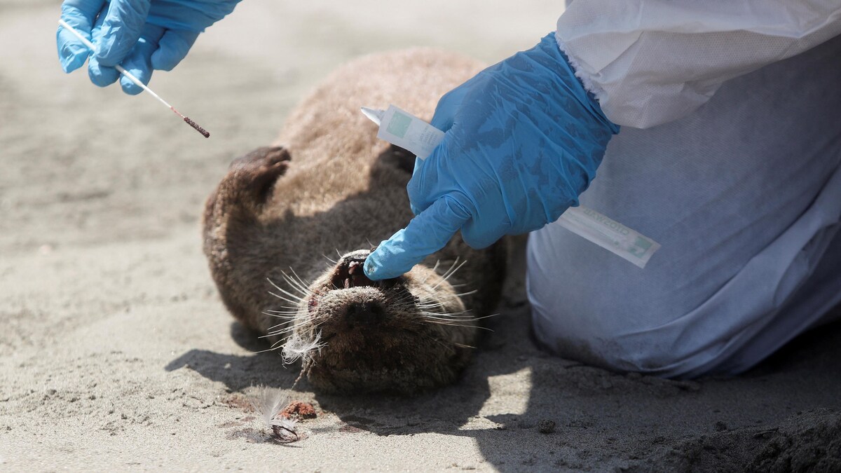  Une loutre morte sur une plage du Pérou, elle aurait succombé à la grippe aviaire.