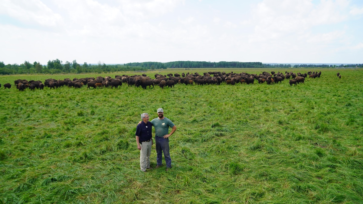 Deux hommes, derrière un troupeau de bison. 