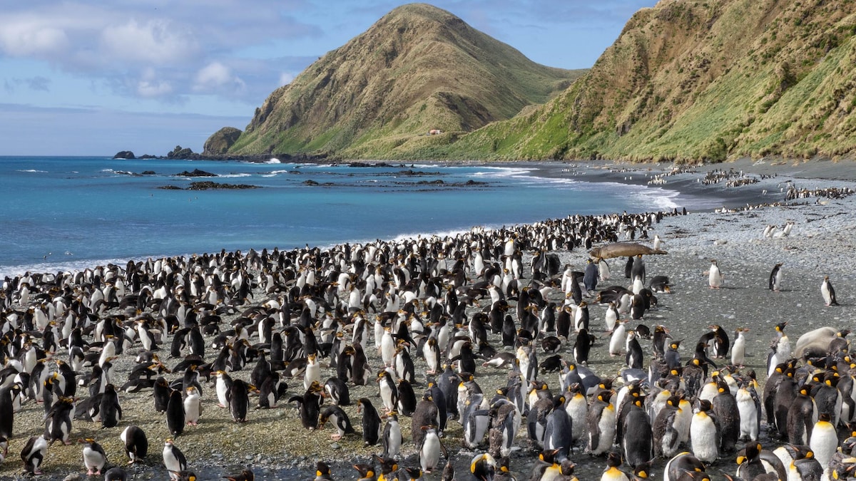 Des pingouins sont rassemblés sur une plage sur l'île Macquarie. Au loin s'élèvent des montagnes.