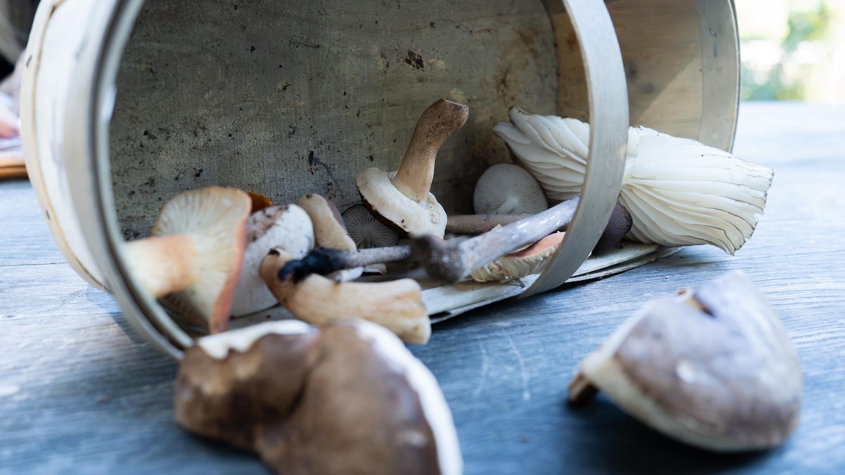 Un été particulièrement favorable aux champignons au Nouveau-Brunswick