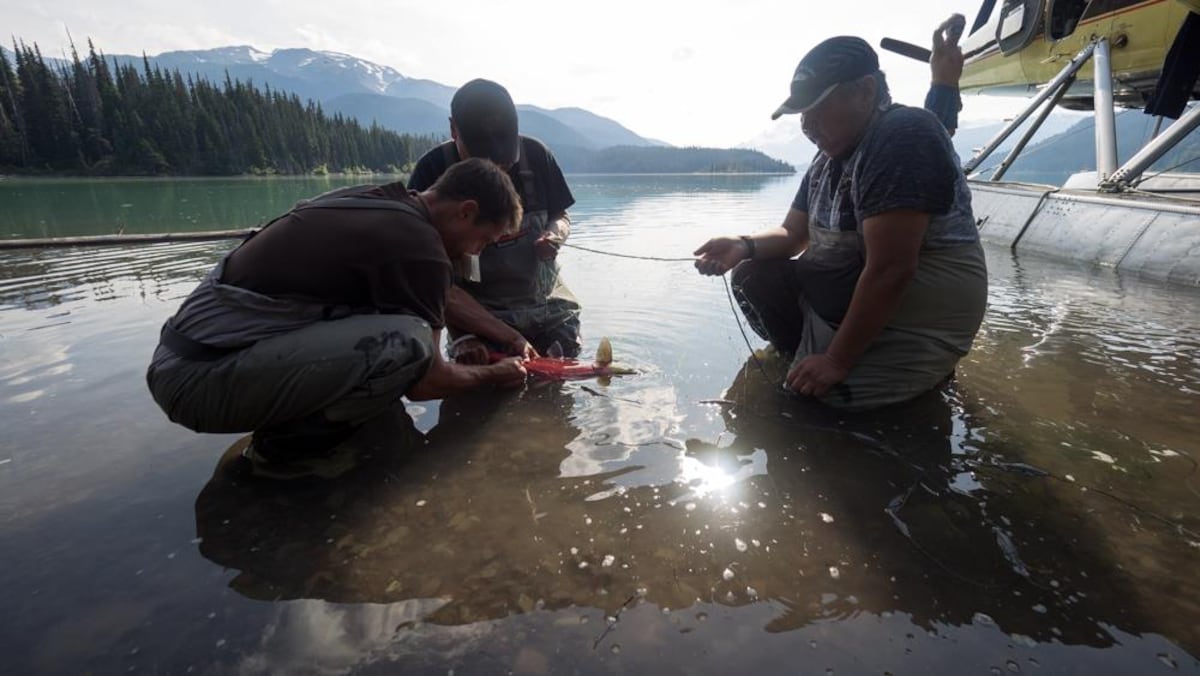 Une équipe de scientifiques se penche sur un saumon dans un lac.