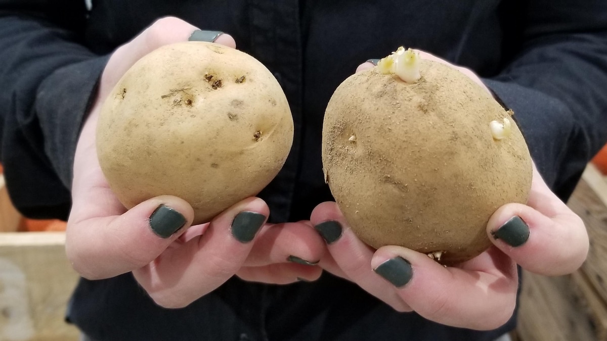Des pommes de terre dans des mains.