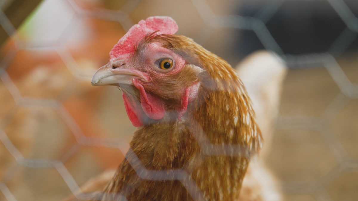 L’absence d’abattoir local fragilise la production aviaire