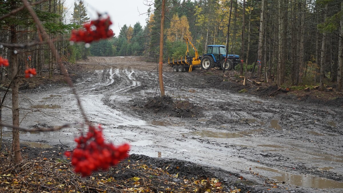 Un terrain sur lequel du déboisement a été réalisé.