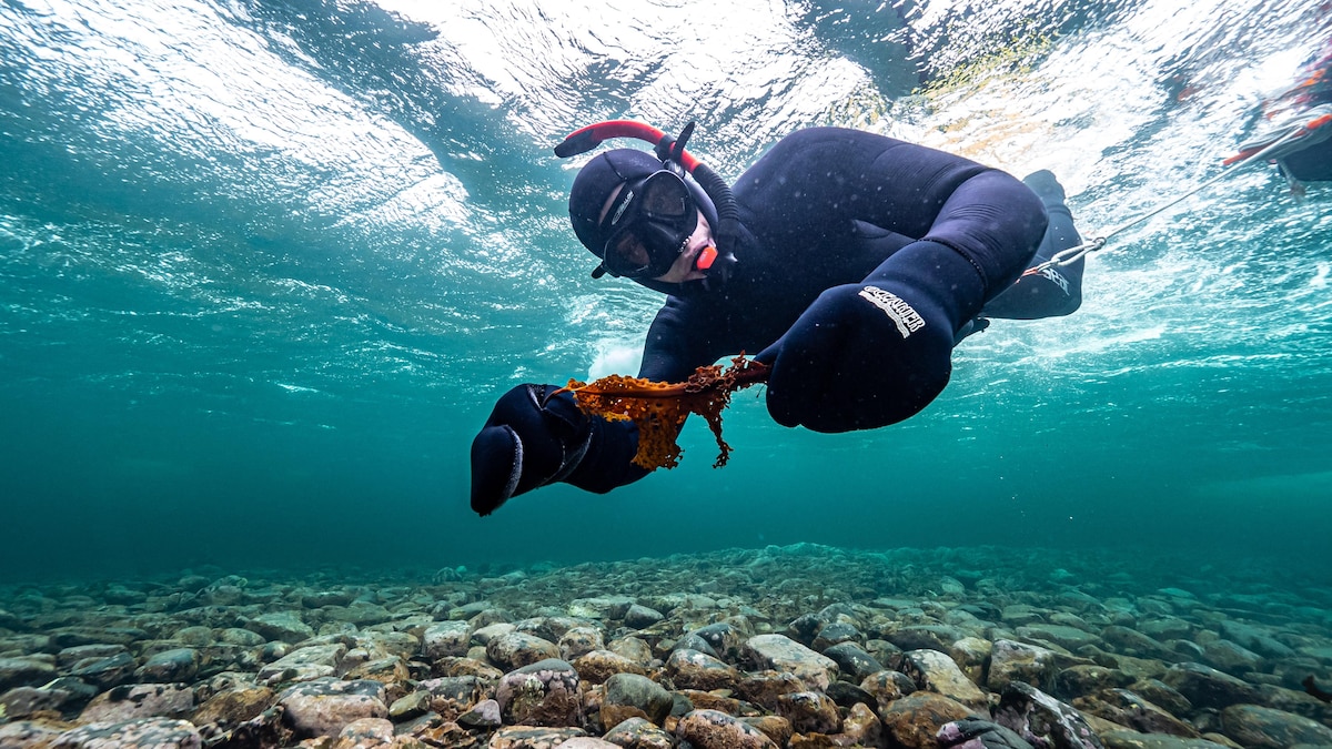 Sous l'eau, dans sa combinaison de plongée, Antoine Nicolas tient une algue dans ses mains.