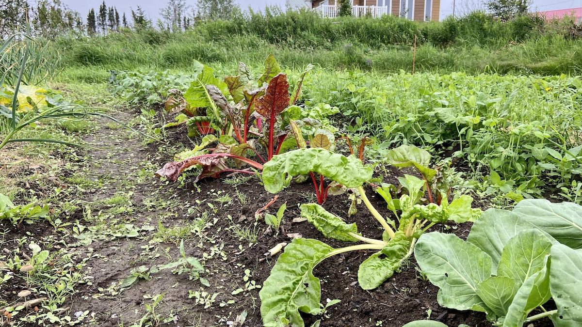 Ottawa pourrait autoriser l’utilisation de pesticides interdits