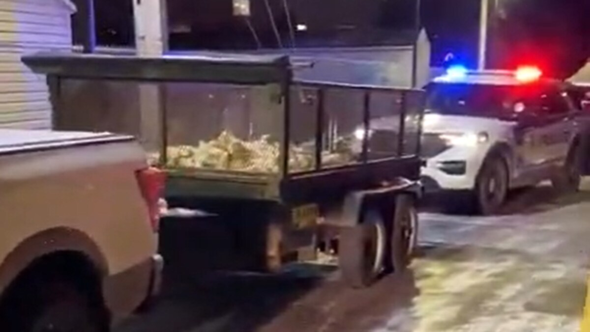 Une remorque attachée à un camion contient des poulets morts.