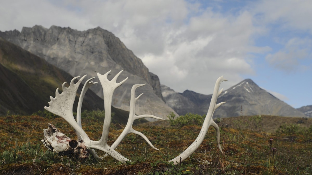 Les ossements d'un caribou dans le refuge faunique national Arctic, en Alaska.