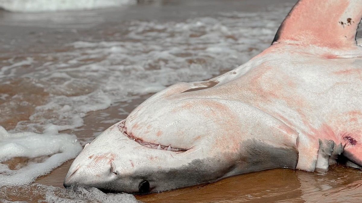 Une carcasse de requin échouée sur une plage. 