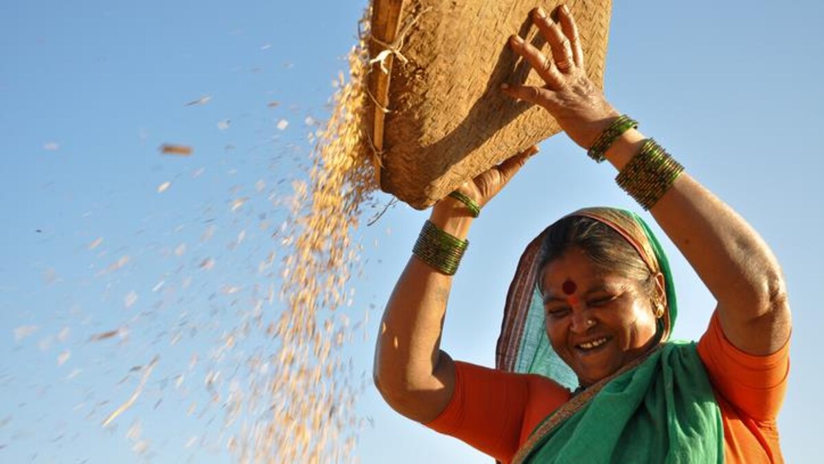 Une femme fait la culture du riz. 