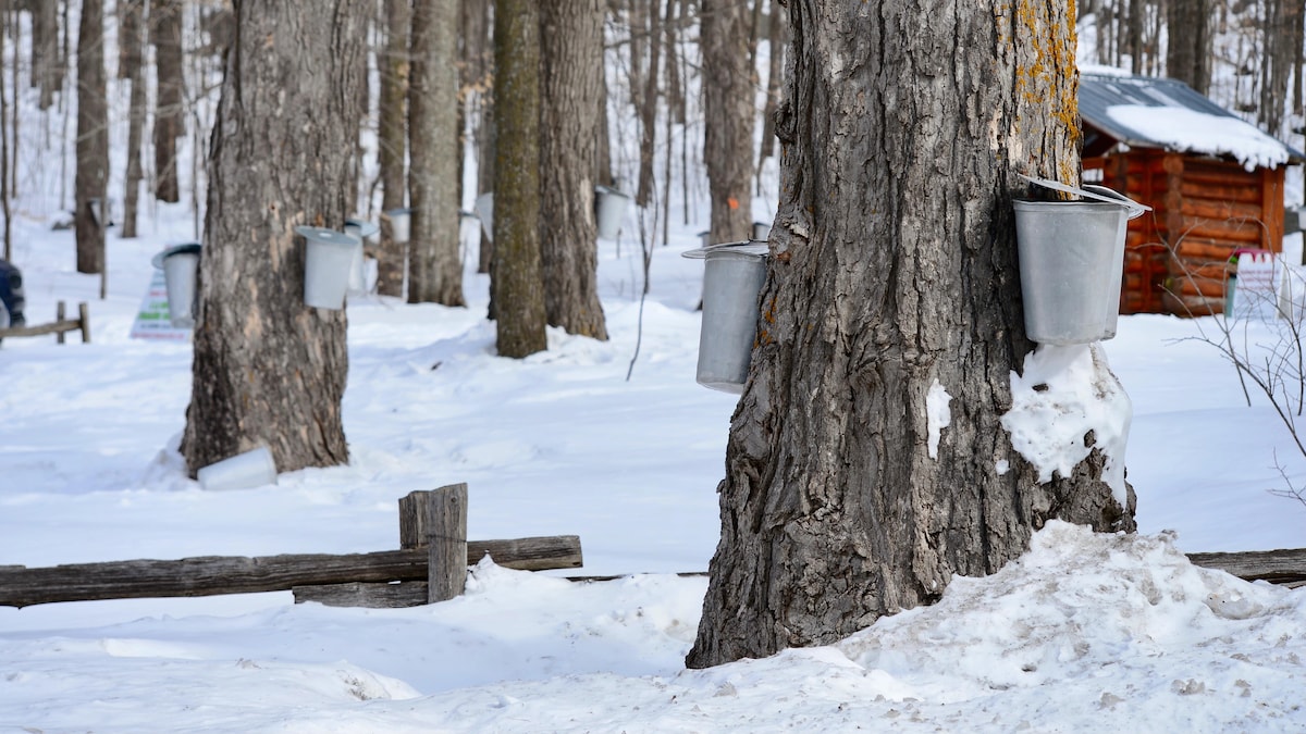 Le temps des sucres | Le téléjournal Québec
