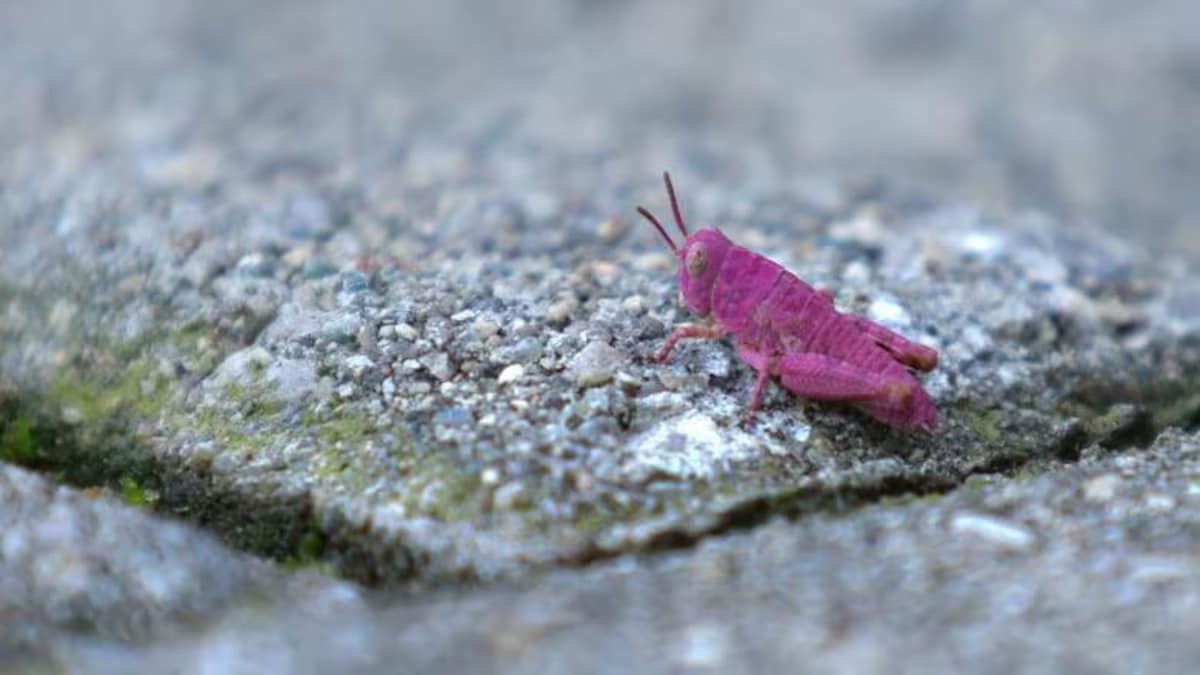 Une sauterelle rose sur du pavé.
