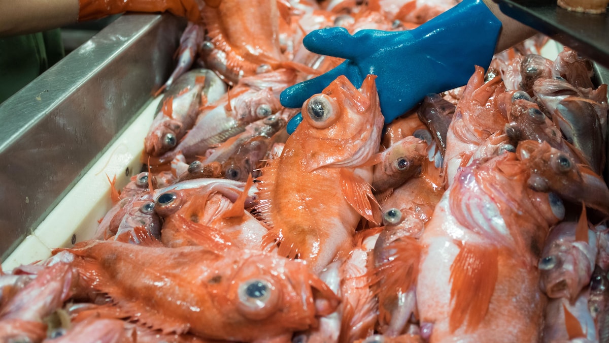 Des poissons sont empilés dans un grand contenant. Des mains gantées prennent les poissons morts.