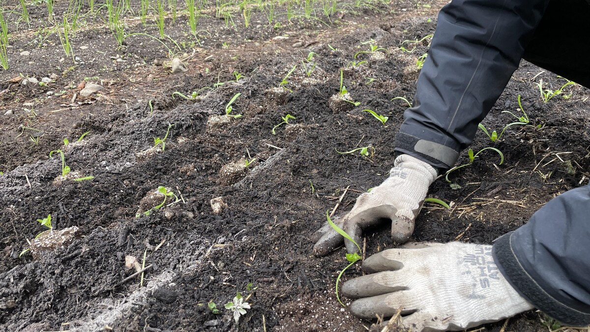 Gros plan de deux mains gantées en train de planter un semi dans un jardin. Photo prise en avril 2023.