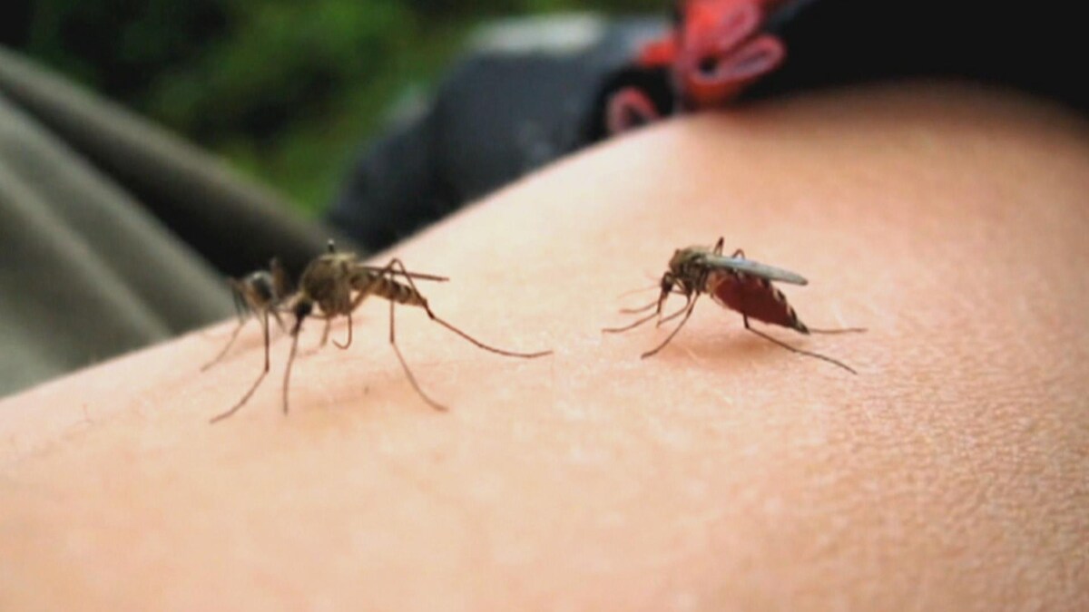 Trois moustiques sur le bras d'une personne.