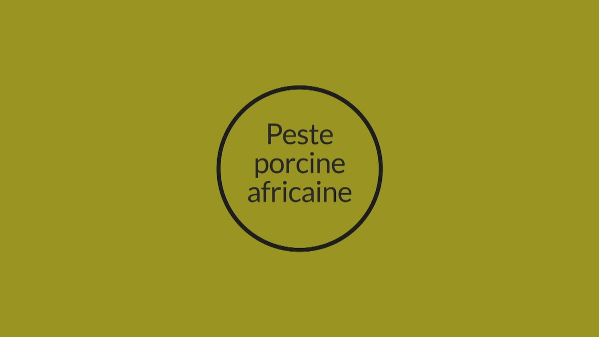 Peste porcine africaine | La semaine verte