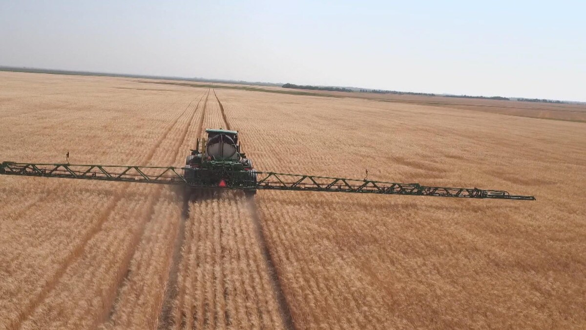 Pulvérisation d'herbicide sur un champs de blé dans les Prairies.