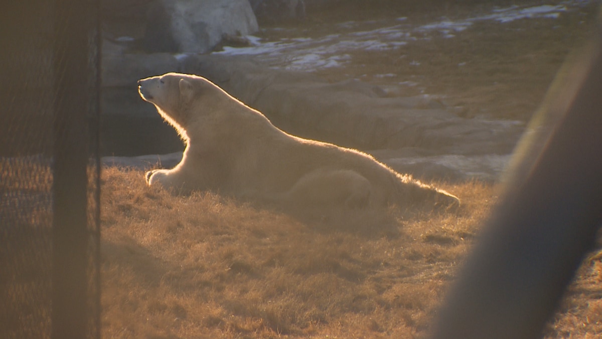 Un des deux ours polaire est couché sur l'herbe.