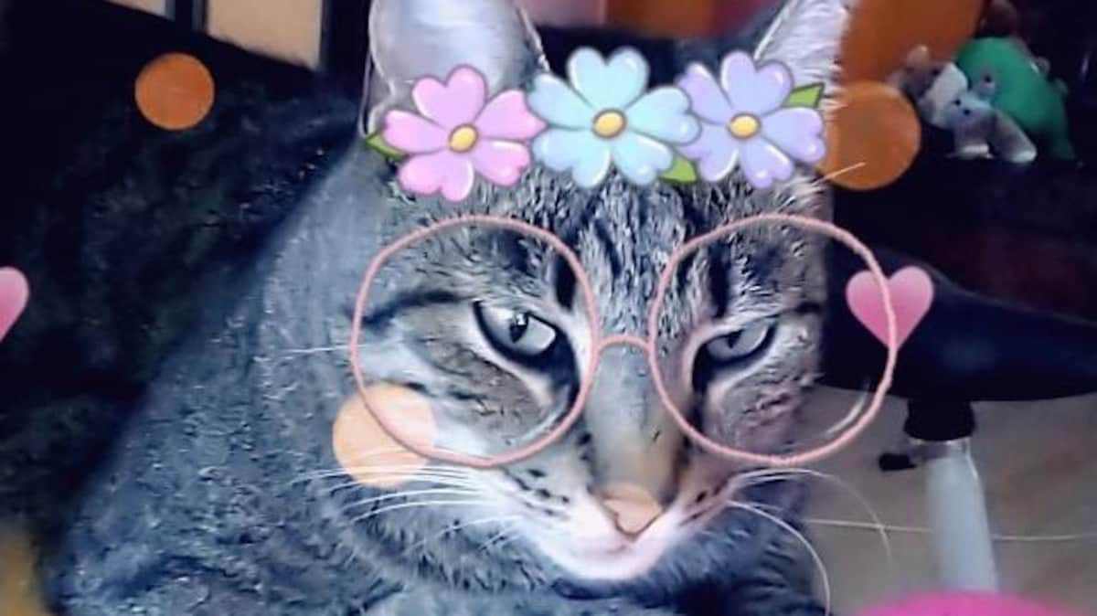 Une photo d'un chat décorée de lunettes roses et d'une couronne de fleurs. Des coeurs roses flottent autour du chat.