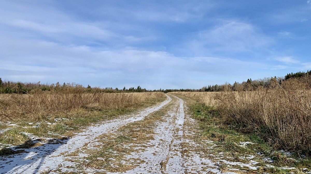 Des champs remplis de broussailles, avec un peu de neige dans des traces de pneus entre les deux.