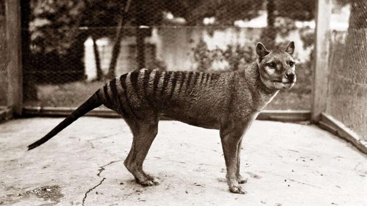 Le dernier spécimen connu du tigre de Tasmanie dans un enclos.