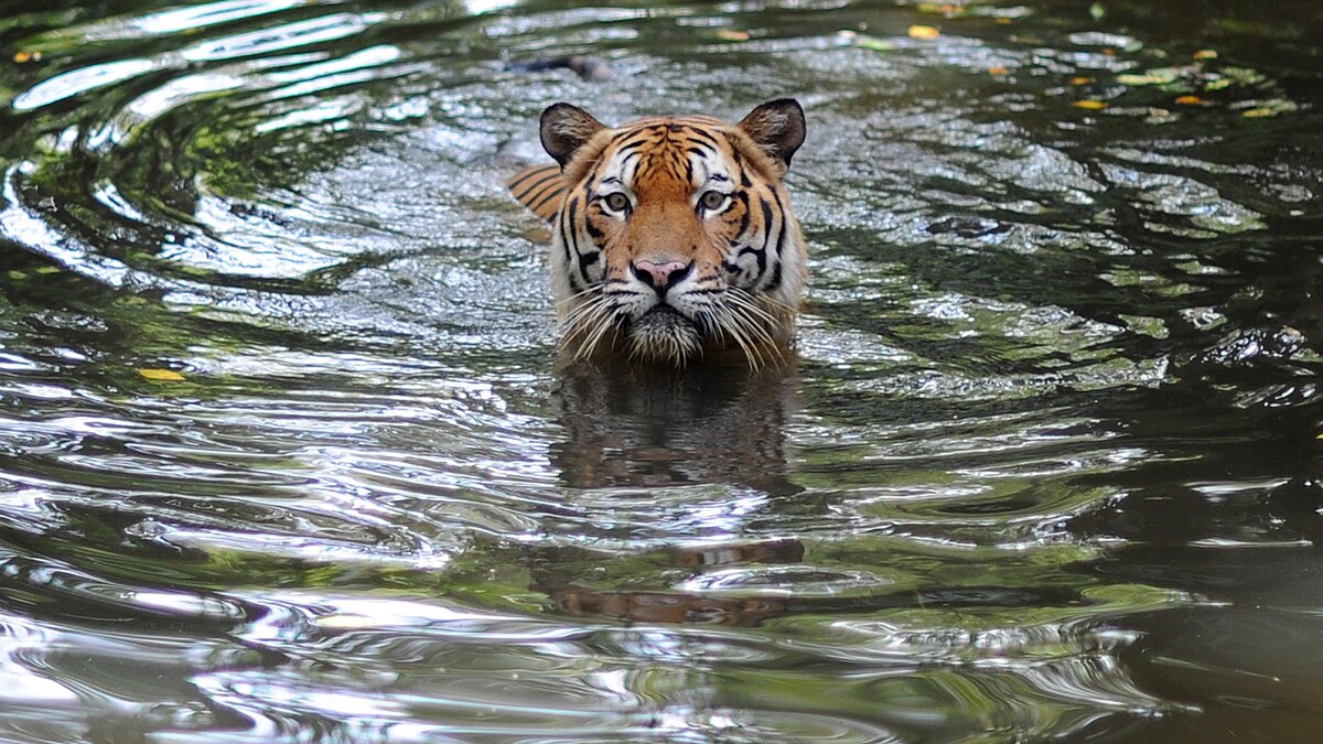 Un tigre prend un bain dans un zoo de Malaisie.