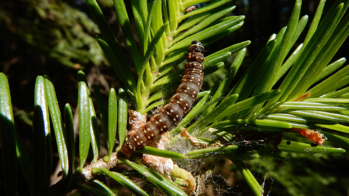 Une tordeuse des bourgeons de l'épinette sous sa forme larvaire.