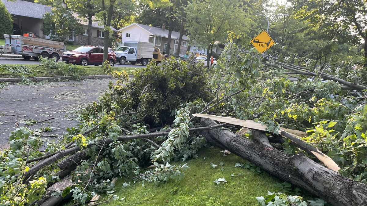 Des arbres tombés après le passage de vents très violents.