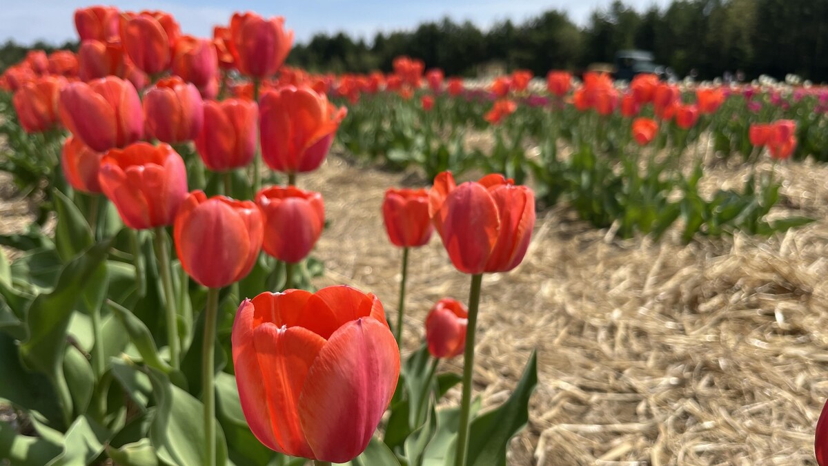 Des tulipes rouges dans un champ sous un ciel bleu.
