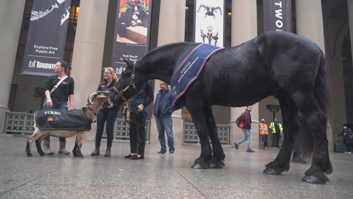 Turbo la chèvre et Winston le cheval. 