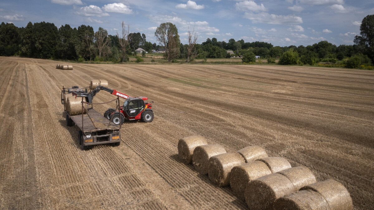 Un tracteur charge des ballots de céréales sur un camion dans un champ.