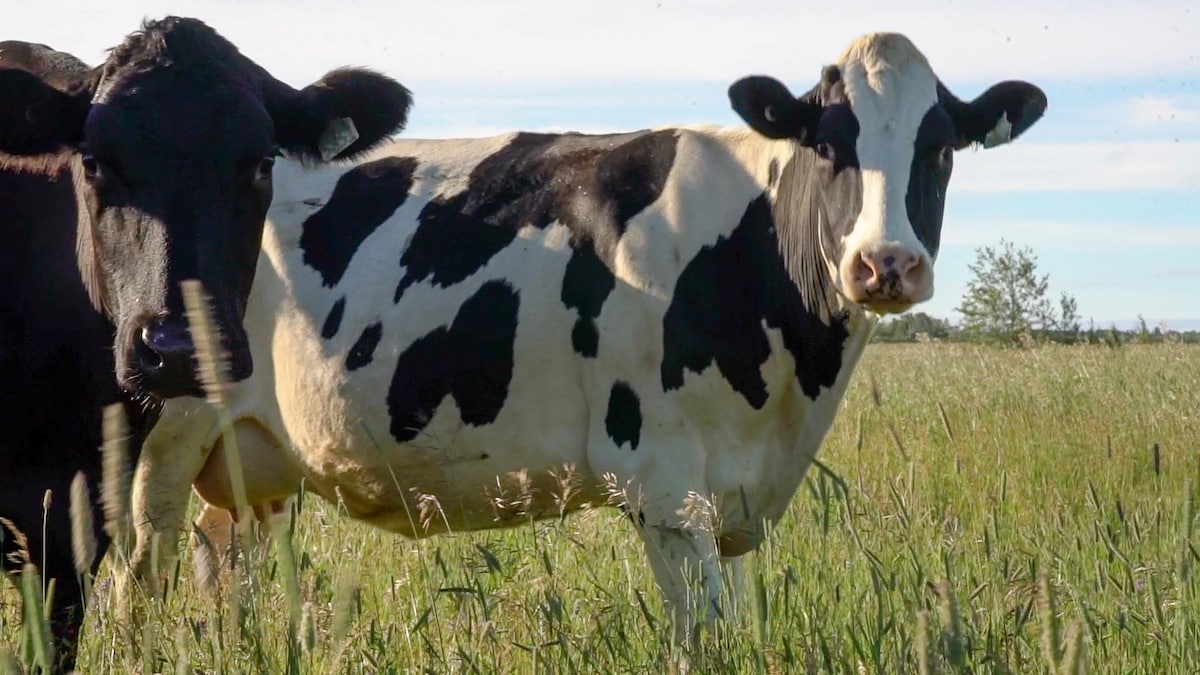 Des vaches sont dans un champ. Elles regardent l'objectif.