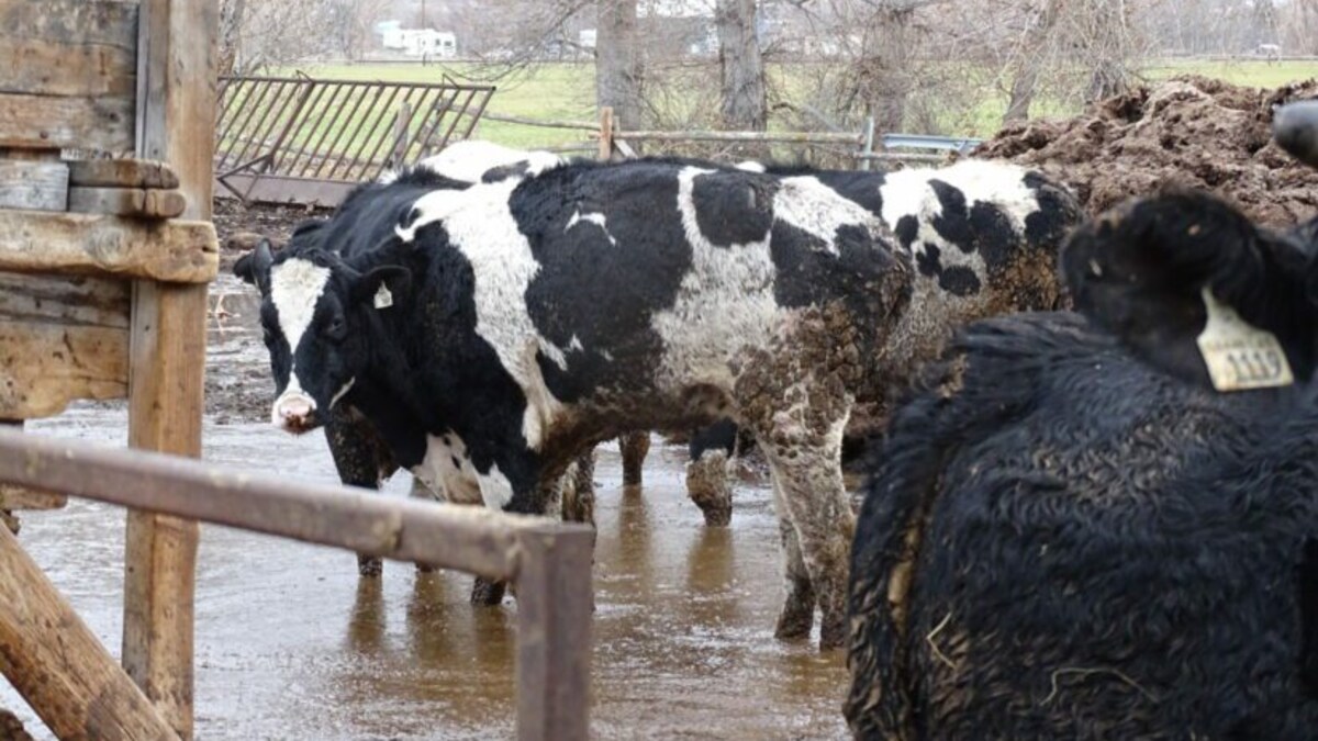 Plusieurs vaches se tiennent debout dans de la boue.