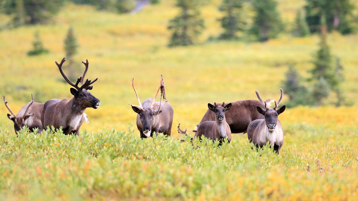 Sur l'image, des caribous des bois menacés de disparition. Ils sont en petit troupeau sur des herbes jaunes. Au fond de l'image, des mini-sapins verts.