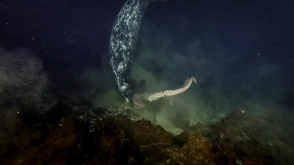 Un phoque attaque une pieuvre géante du Pacifique, le 21 janvier 2024.