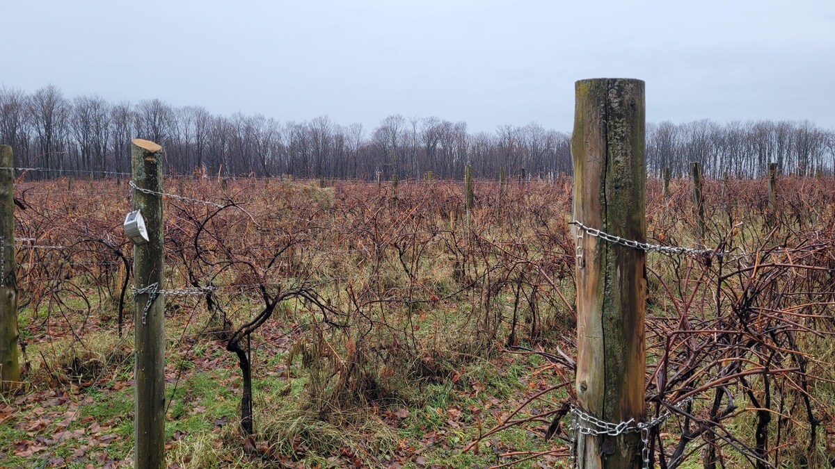 Des vignes en automne.