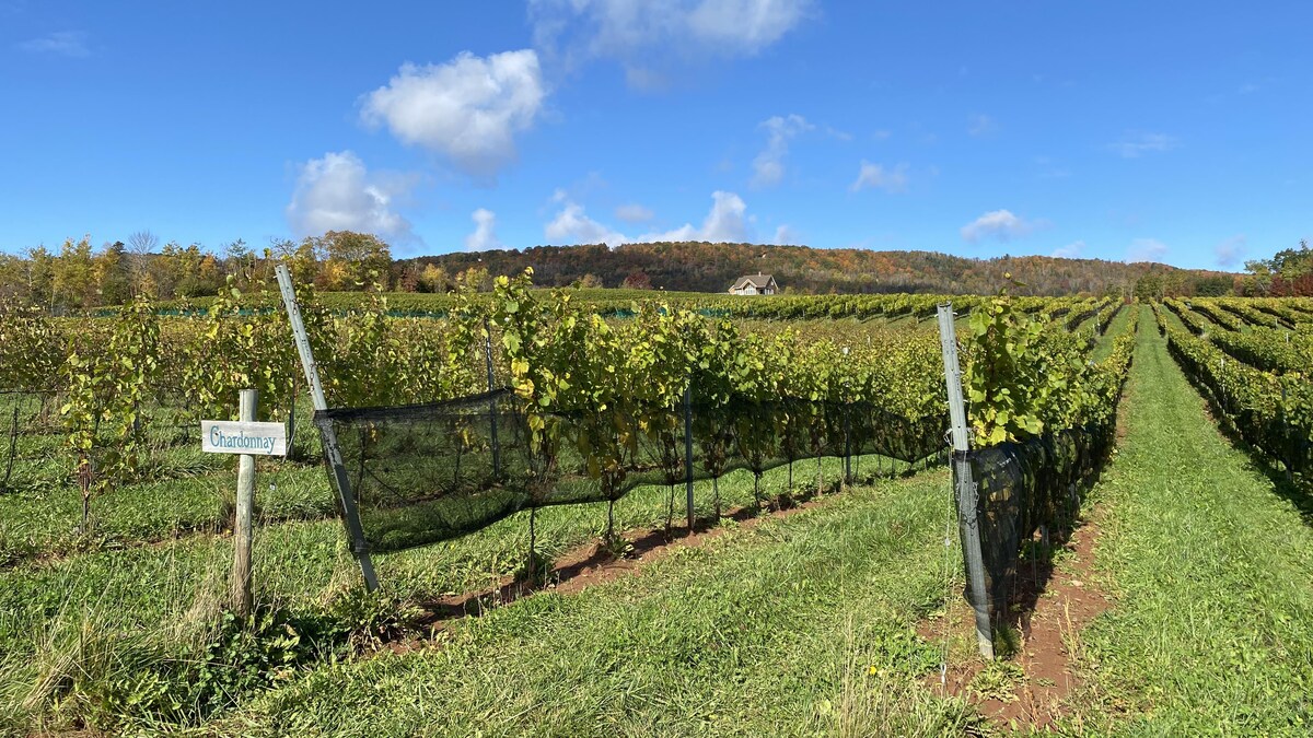 Des rangs de vignes s'étendent dans un champ sous un ciel bleu.
