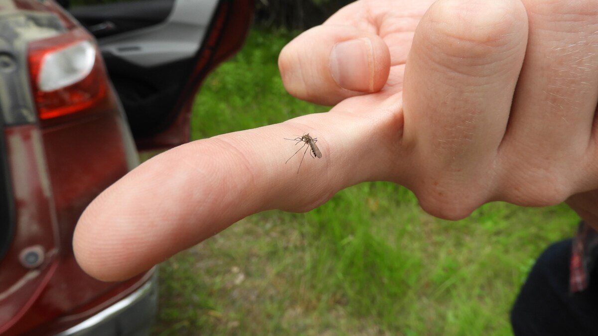 Un moustique sur un doigt.