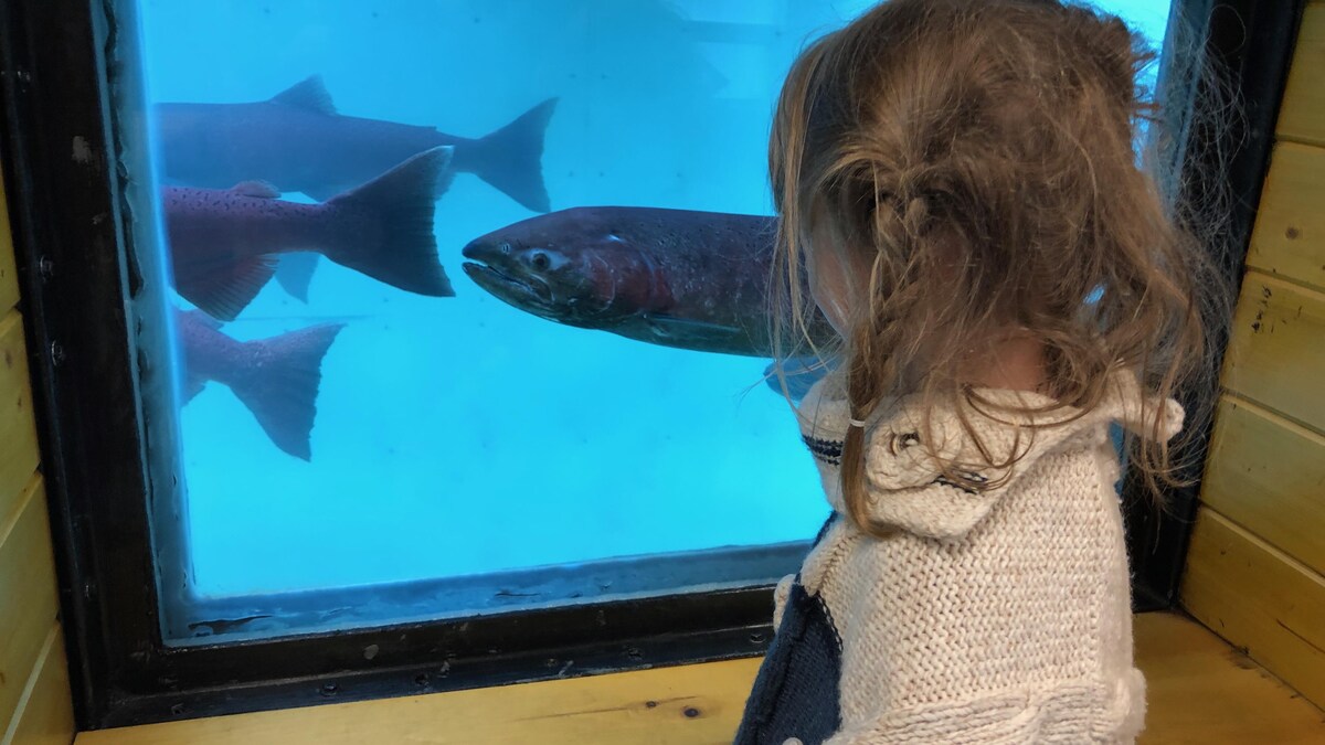 Une petite fille regarde des poissons dans un bassin vitré.