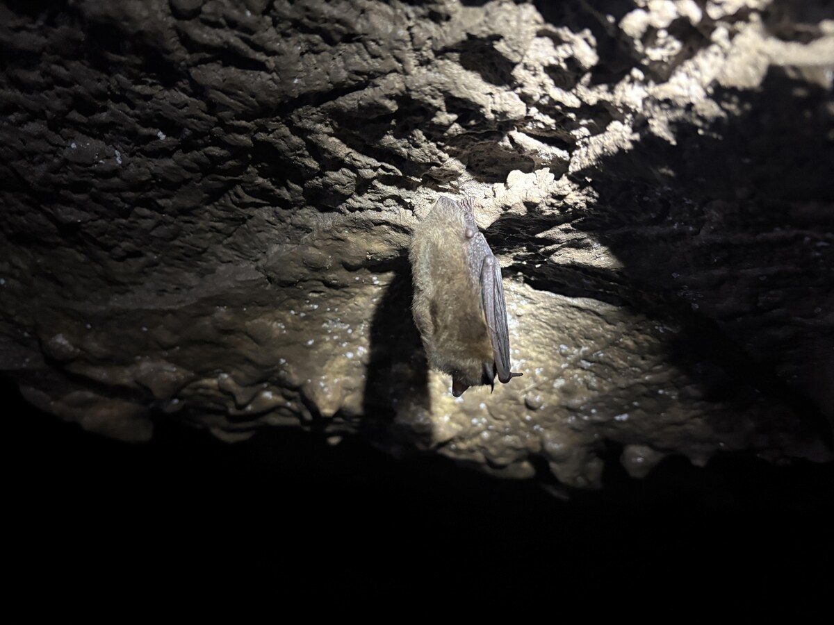 Les puits abandonnés pourraient aider à sauver les chauves-souris