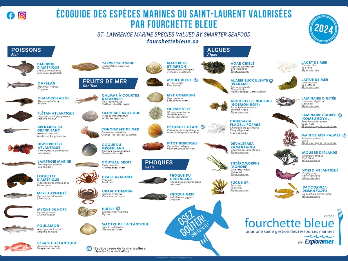 Un schéma dresse la liste des espèces marines valorisées par Fourchette bleue en 2024.