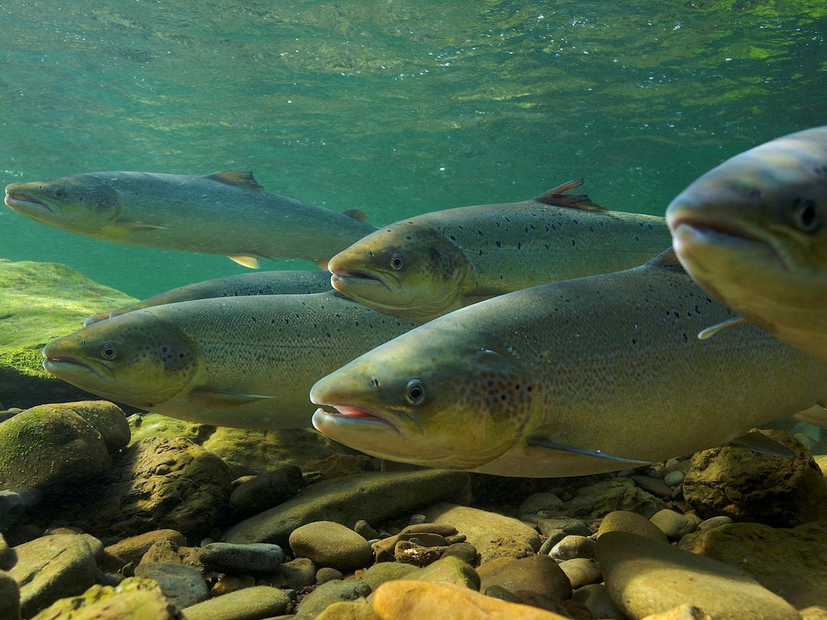 Faudrait-il interdire la pêche au saumon par temps chaud?