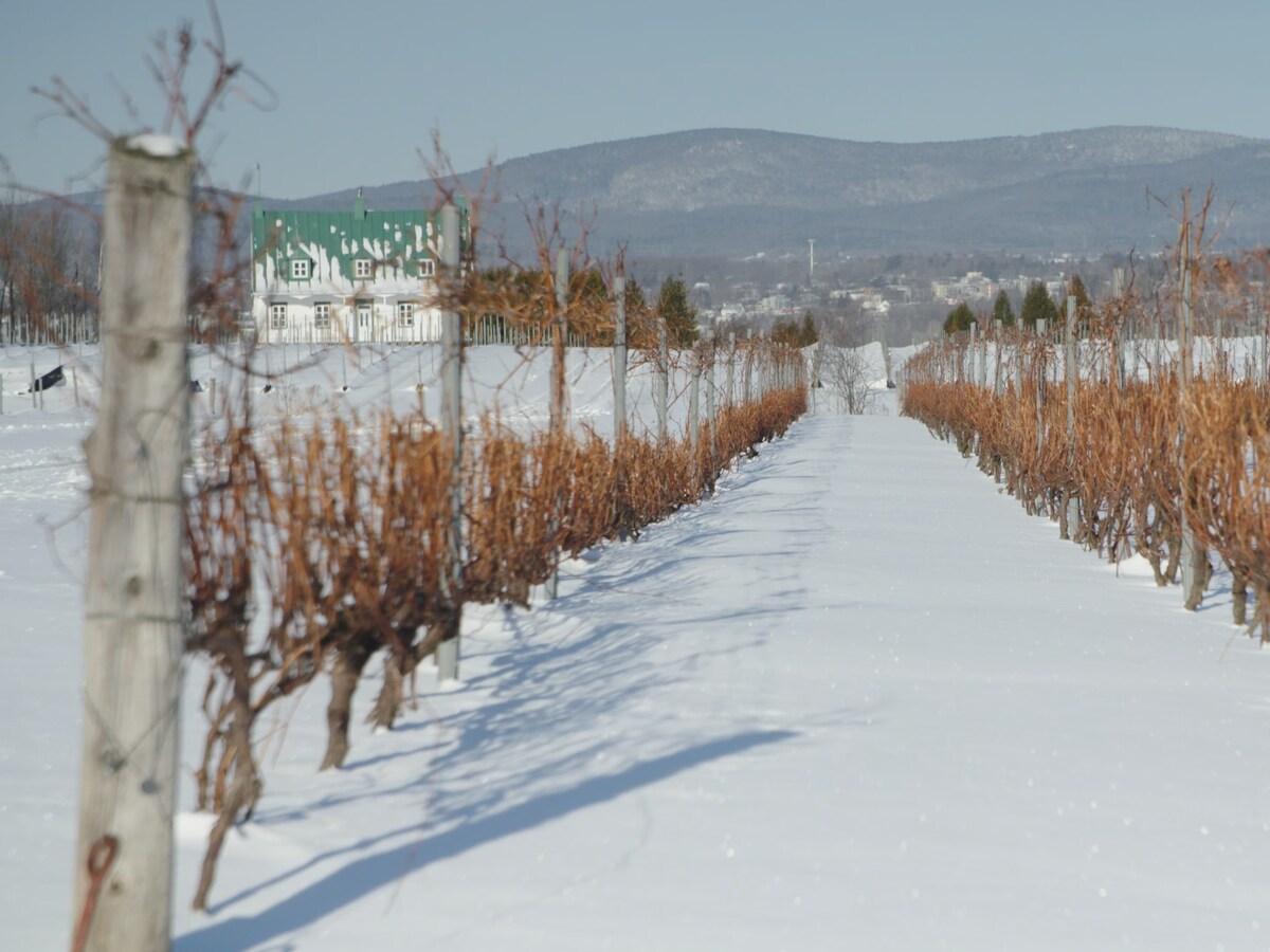 Des rangées de vignes sous la neige.