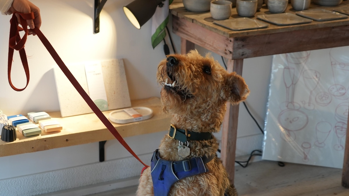 Magasiner avec son chien | Le téléjournal Est-du-Québec