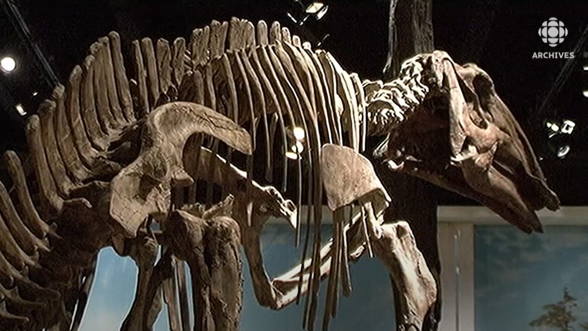 Vue d'un squelette de dinosaure exposé au Musée royal Tyrrell de paléontologie.