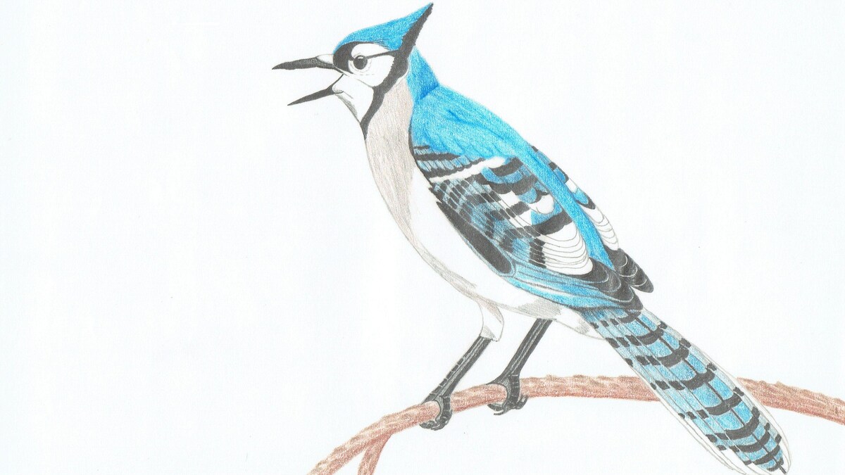 cc-luc-blanchette-geai-bleu.jpg