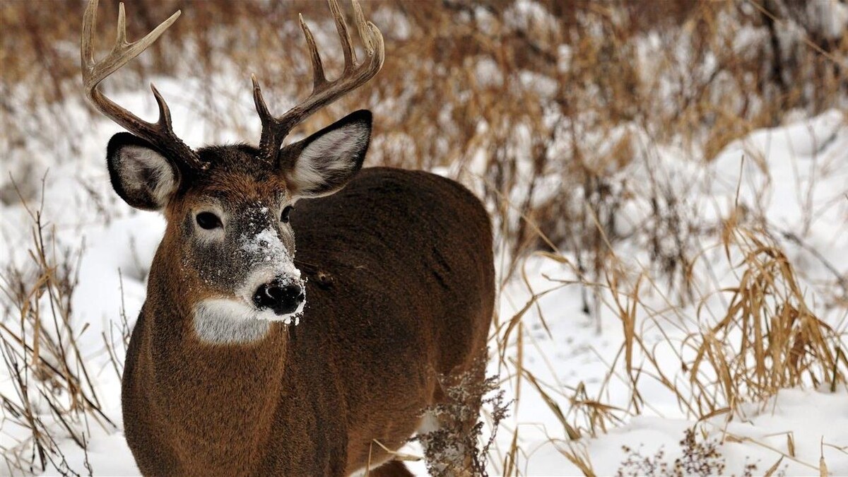 Un chevreuil dans la neige.