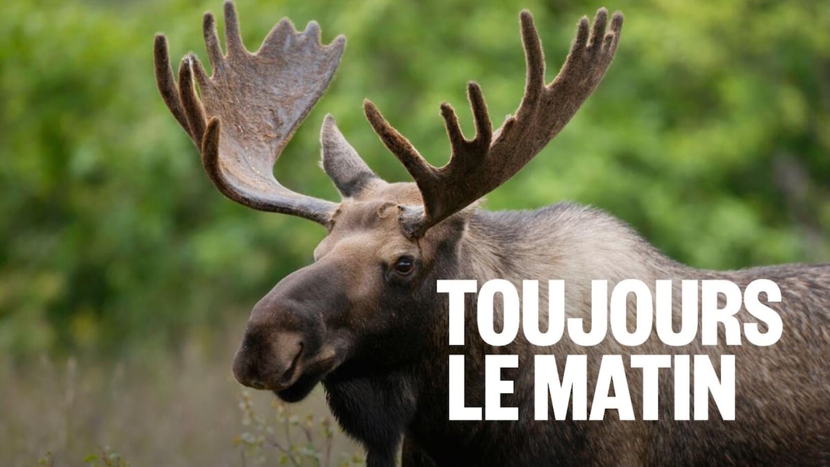 La saison de la chasse à l’orignal s’annonce occupée